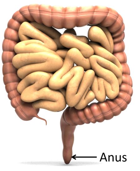 reddit anus|Human anus .